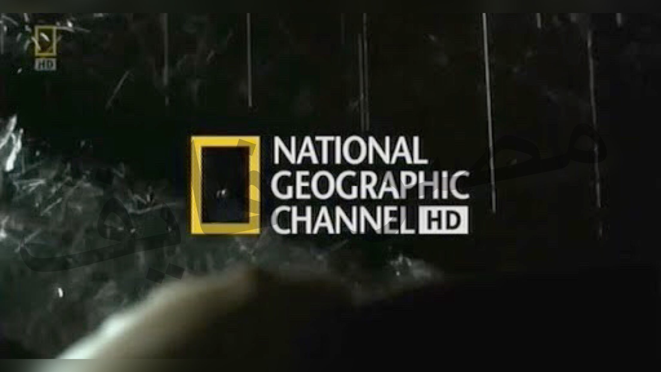 “اظبط الآن” تردد قناة ناشيونال جيوغرافيك HD الجديد لمشاهدة أفلام الطبيعة الوثائقية بكل وضوح