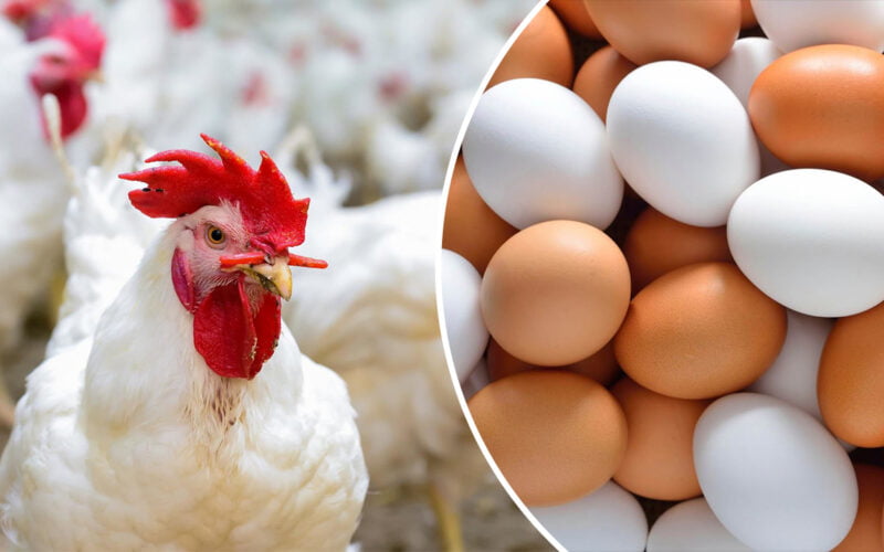 “بكام البيضة الآن” سعر كرتونة البيض اليوم للمستهلك الاحد 24-12-2023 في السوق المحلية