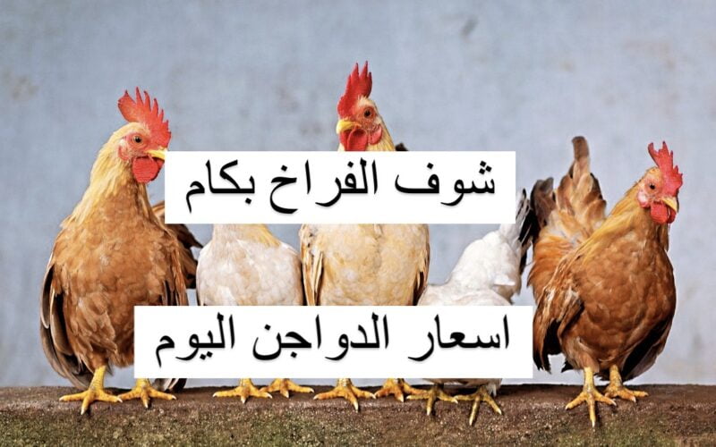 “بكام النهارده؟” بورصة الدواجن اليوم الفراخ البيضاء الخميس 28-12-2023 للمستهلك في مصر