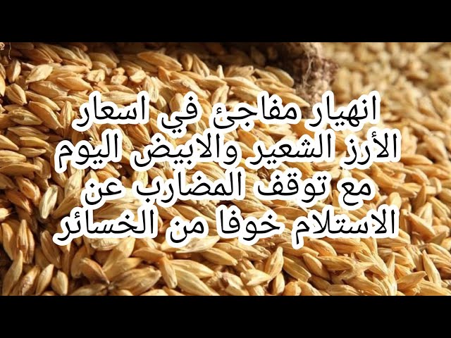 “وصل لكام” سعر طن الأرز الشعير اليوم السبت 16-12-2023 للمستهلك بجميع انواعه في الاسواق والمحلات
