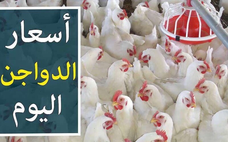 “أمهات بـ 65” بورصة الدواجن اليوم الفراخ البيضاء السبت 30/ 12/ 2023 في الأسواق المحلية