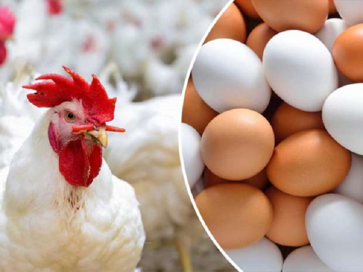 البيضة بكام؟ أسعار الفراخ البيضاء اليوم الآن بتاريخ 14 ديسمبر 2023 للمستهلك في مصر