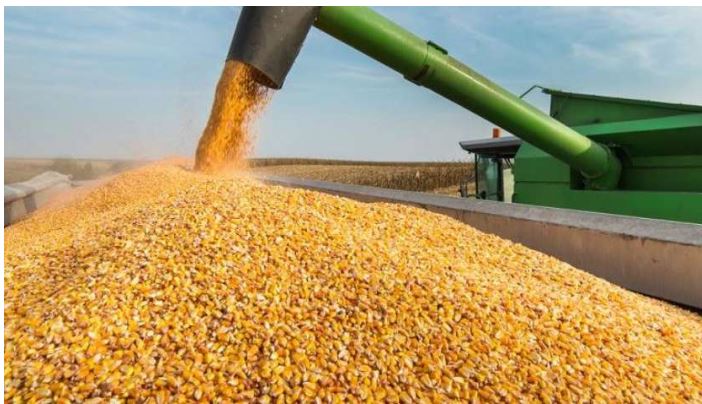 كم سعر طن الذرة الصفراء اليوم الثلاثاء 9 يناير 2024 ” الأمريكي، مستخلص بذرة القطن، الأوكراني”