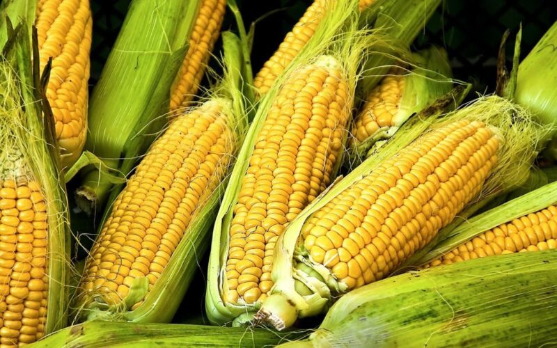 “الاصفر والابيض” سعر طن الذرة الصفراء اليوم الاربعاء 2024/1/10 في المحلات التجارية