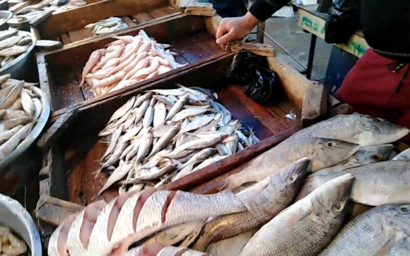 “سوق الجملة” قائمة اسعار السمك اليوم الاربعاء 10 يناير 2024 للمُستهلك في سوق الجُملة