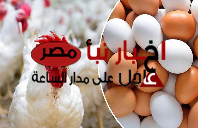أسعار الدواجن والبيض اليوم السبت 20 يناير 2024 بالبورصة والأسواق المصرية